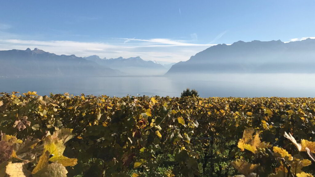 Vignobles du Lavaux - Copyright Sophie PLICHON